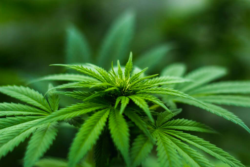 cannibus-plant-1