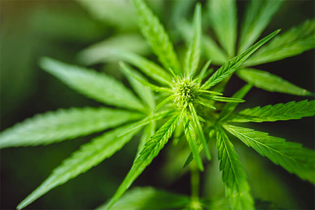 cannibus-plant-2